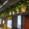 厦门声誉好的仿真人造植物墙供应商推荐|人造植物墙