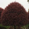 想要买红叶石楠树就来柏加佳智苗圃：福建红叶石楠树
