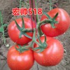 优惠的西红柿种子—【晨宏】以色列/进口西红柿种子