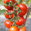 现代立新沙宝，耐储藏大西红柿品种，是耐运输产量高的大番茄品种