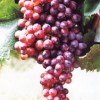 葡萄苗基地：供应山东品种好的葡萄苗