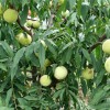 湖南黄金桃 品种好的黄金桃树苗推荐