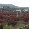 益阳红叶石楠树，供应湖南有品质的红叶石楠树