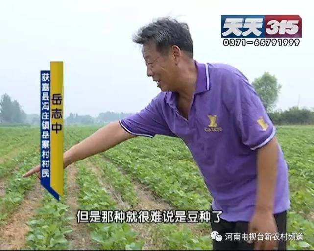 新乡一老农种黄豆遇闹心事 豆苗高低参差开花也不一样