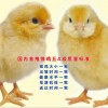优质的青年鸡提供商当属沙河湾农庄——蛋鸡苗供应价格