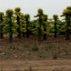 山东造型金叶榆——品种好的造型榆树推荐