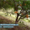 西宁树上干杏树苗 专业供应树上干杏