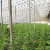 优质温室大棚选大龙农业——北京蔬菜大棚厂家