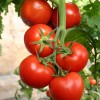 潍坊西红柿种苗种植基地-河北抗病毒西红柿苗