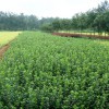 绿化小苗供货商——优惠的苗木出售