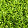 冬青种植——品种好的绿化苗木推荐
