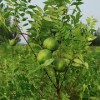 专业种植土木瓜，哪家文冠果品种好