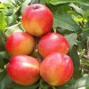 山东香山红桃树苗-潍坊质量好的香山红桃树苗哪里有供应