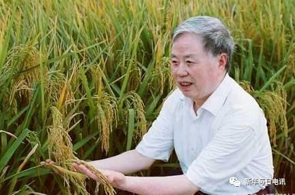 朱英国院士在查看水稻长势。　　(供图：武汉大学)