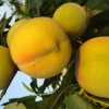 精品黄金桃新品种优选为民桃苗-西藏黄金桃新品种
