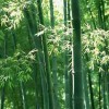 潍坊竹子系列上哪买——紫竹种植基地