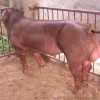市场上火热畅销的新美系种猪在哪里可以找到 具有价值的河南种猪