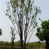 [青州顺地苗木]流苏大树品种优异——全冠流苏树批发