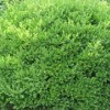 青州瓜子黄杨 大量出售优质绿化苗木