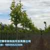 园林绿化当选青海宏博农林 园林设计