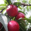 皇冠油桃小苗 供应山东有品质的油桃