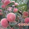 晚熟毛桃信息——映霜红晚熟毛桃新品种的批发价格是多少