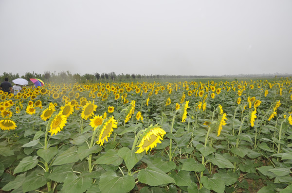 食用向日葵品种筛选试验