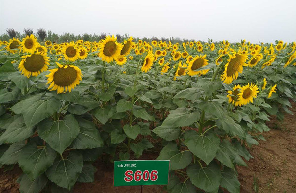 油用向日葵品种筛选试验