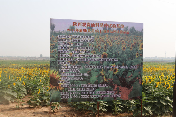 向日葵品种筛选试验田