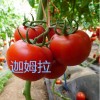 大红番茄种子零售、以色列番茄种子批发我们更专业！！！