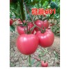 西红柿种子批发到晨宏种业有限公司，【西红柿种子】放心又实惠