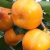 日本甜柿苗价格