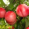 寿光桃树苗批发 优质桃树苗就在鑫瑞果蔬公司