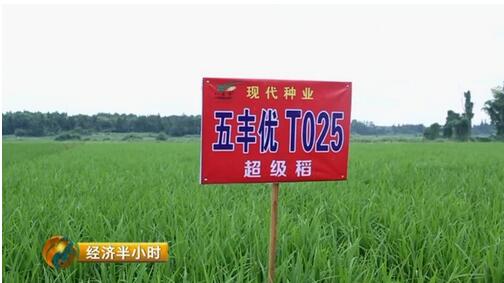 江西农大19年磨一剑培育出超级稻 增产43亿公斤稻谷