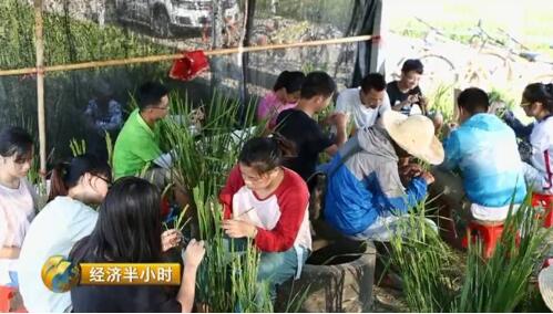 江西农大19年磨一剑培育出超级稻 增产43亿公斤稻谷