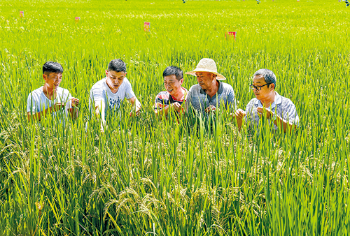 市种子管理局专家在查看水稻生长和管理情况