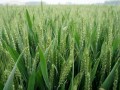 关于2017年安徽省小麦初审通过品种的公示