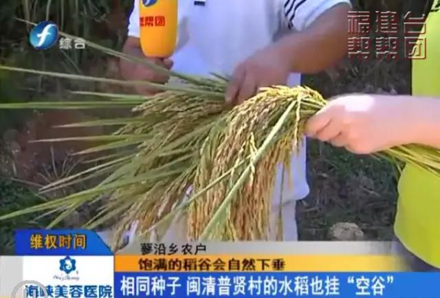 连江50余亩水稻挂“空谷” 村民怀疑种子有问题