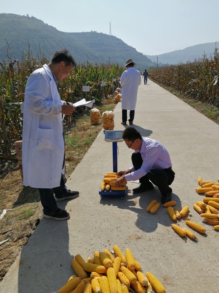 技术人员进行田间考种