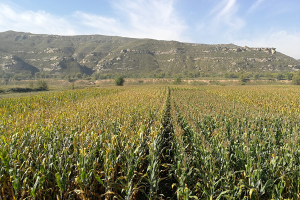 大田主栽品种长势良好