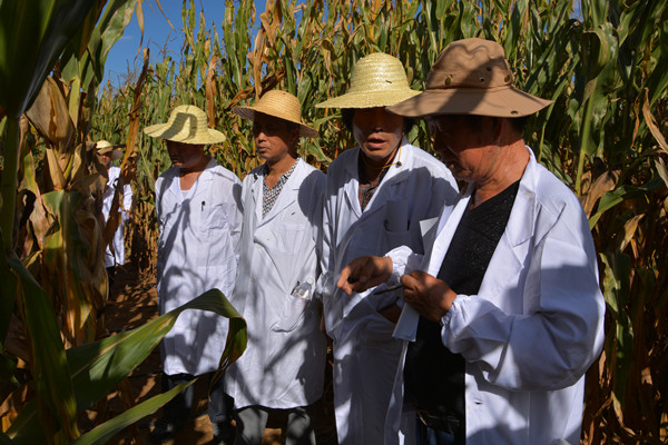 区域试验实施规范