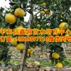 葡萄柚苗哪里买|台湾葡萄柚苗多少钱|福建葡萄柚子苗