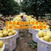 甜葡萄柚苗批发|漳州葡萄柚苗价格|台湾红宝石葡萄柚子苗