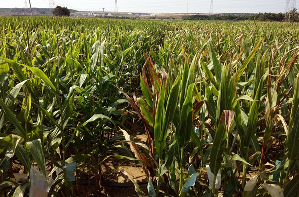 玉米育种高代材料稳定加代