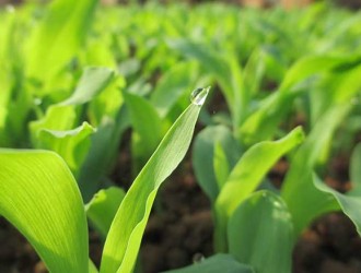 关于征集2018年山东省农作物参试品种的通知