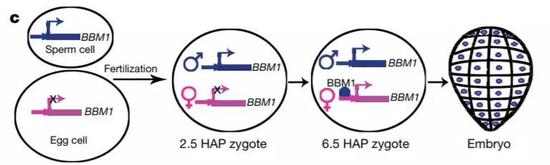 ▲BBM1基因是启动胚胎发育的开关（图片来源：参考资料[1]）