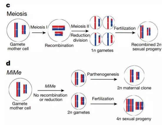 ▲研究人员们跳过了减数分裂这一步，产生了具有完整基因组的卵细胞（图片来源：参考资料[1]）