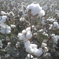 高产棉种冀棉169新疆棉花种