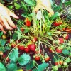 四季草莓种苗