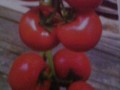 番茄种子  招商